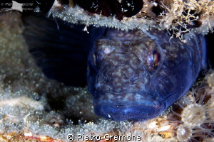 Black goby with eggs by Pietro Cremone 